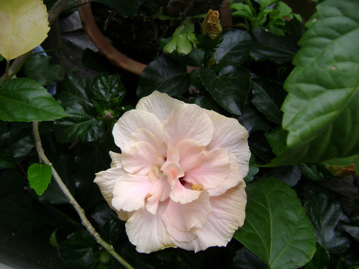 DSC06780 - hibiscus 2011