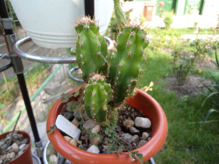 Cereus v. monstruosus