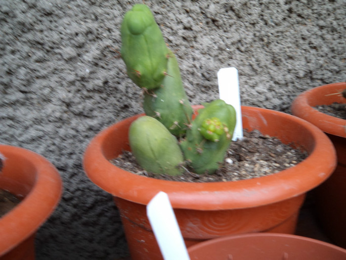 Tephrocactus