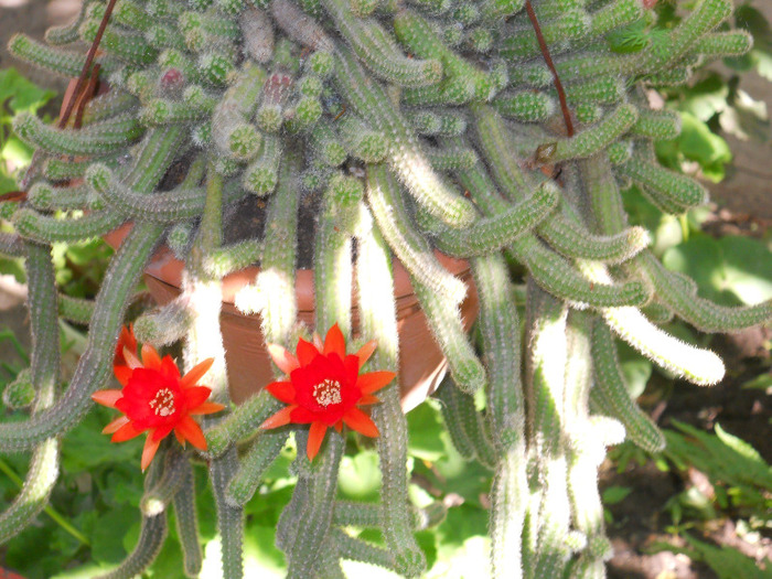 DSCN2114 - cactusi
