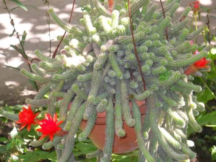 DSCN2125 - cactusi