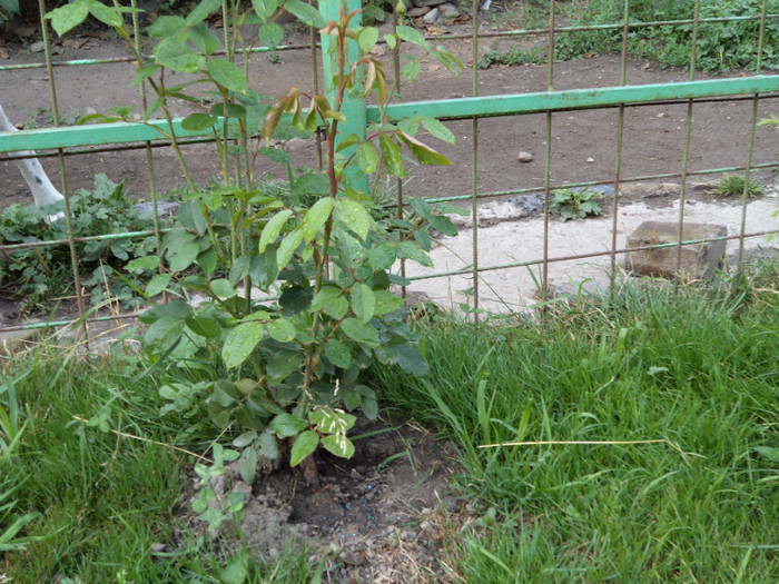 DSC00163 - Trandafiri 2011