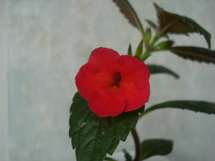 DSC09518