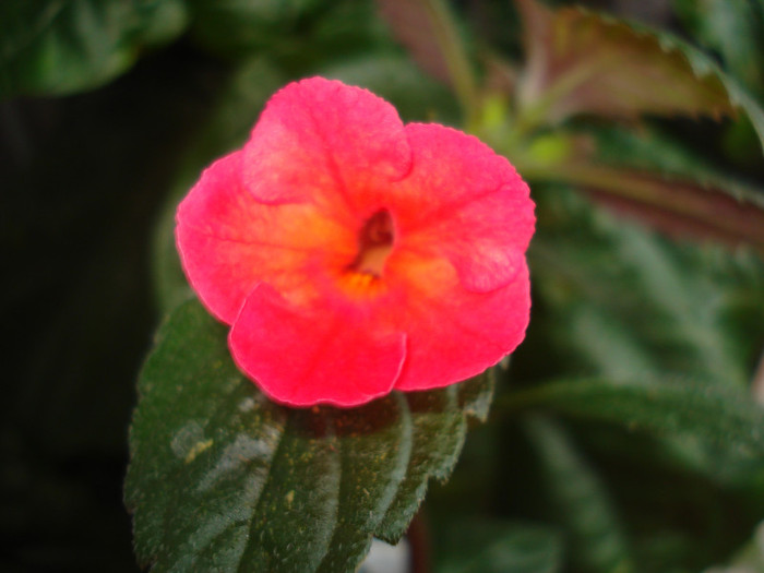 DSC09519