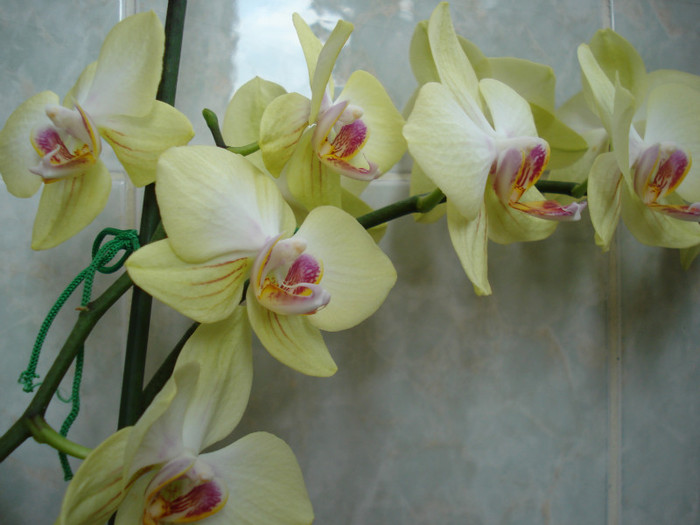 DSC09530 - FLORI 2011