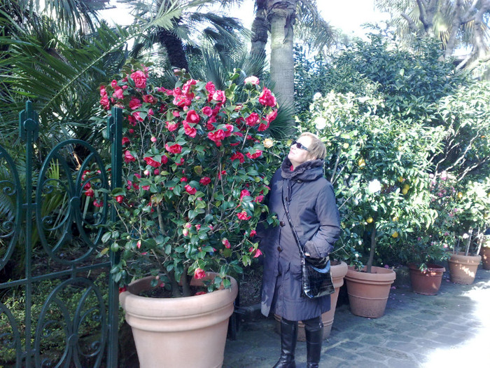 doamne citi boboci ai - INSULA DI ISCHIA