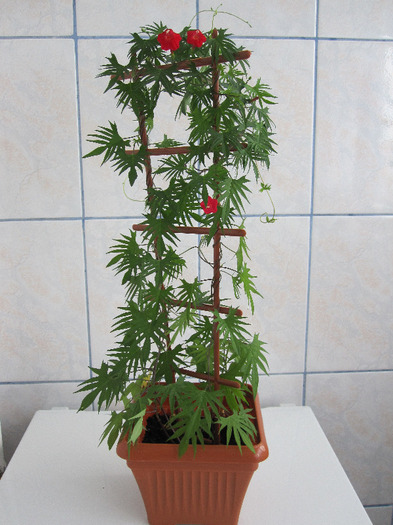 red cypress