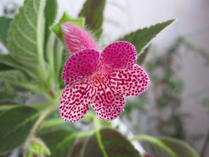 Kohleria Ampallang