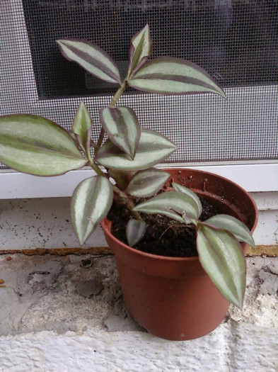 Multumesc! - Plante