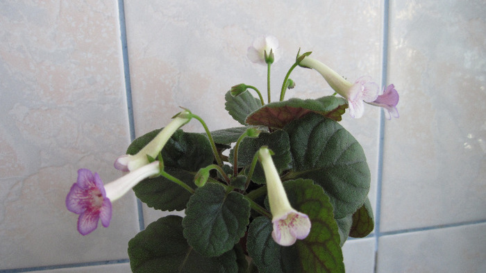 Ozark Blue Popcorn - 2-PLANTELE MELE