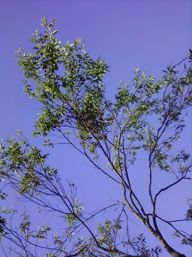P20-06-11_18.33[1]