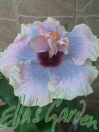 Millenium Superstar - 2011 Hibiscus