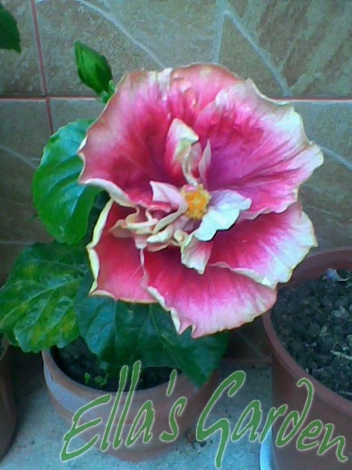 Abundant Treasure - 2011 Hibiscus