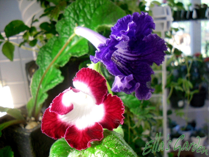 SAM_7812 - 2011 Streptocarpus