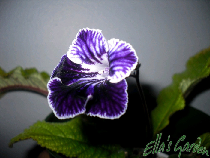 SAM_7820 - 2011 Streptocarpus