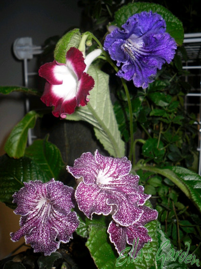 SAM_7986 - 2011 Streptocarpus