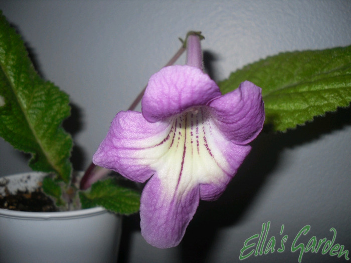 SAM_8013 - 2011 Streptocarpus