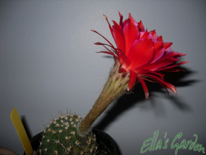 SAM_7991 - 2011 Echinopsis Royal Red