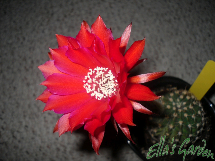 SAM_8004 - 2011 Echinopsis Royal Red