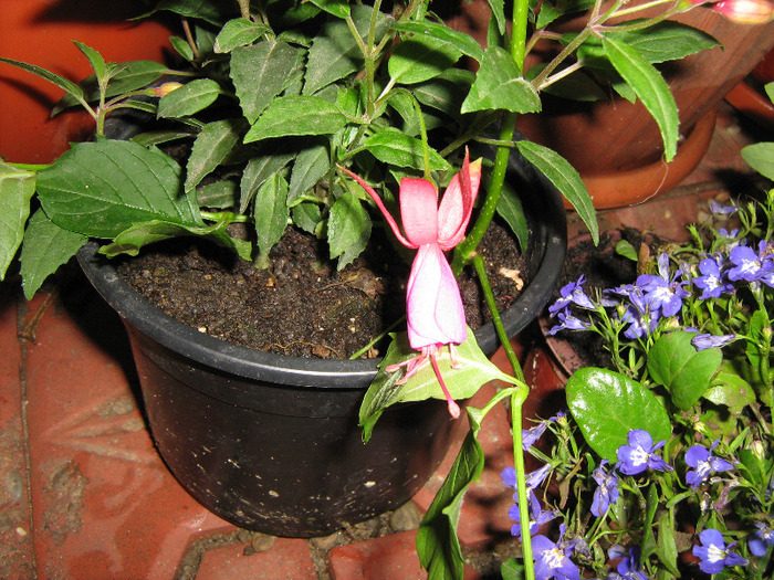 floricele iunie 2011 128 - fucshia 2011