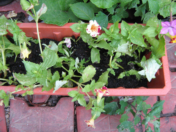 floricele iunie 2011 115 - Mimulus 2011