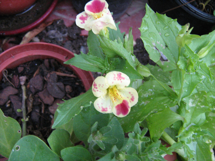 floricele iunie 2011 114 - Mimulus 2011