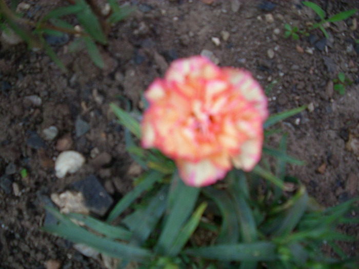 IMG_3315 - gradina mea 2011