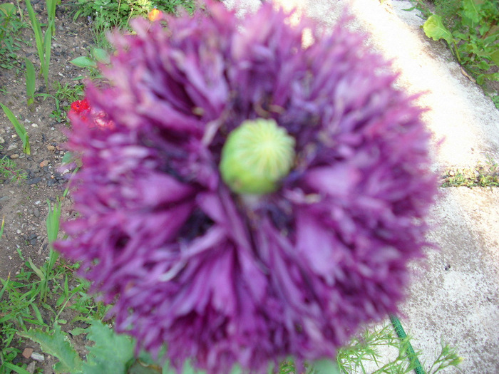 IMG_3316 - gradina mea 2011