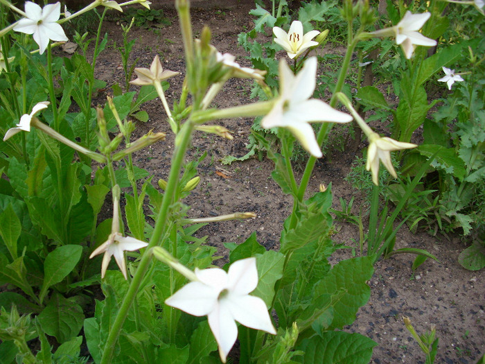 IMG_3323 - gradina mea 2011