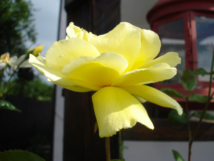 Rose Golden Showers (2011, June 25)