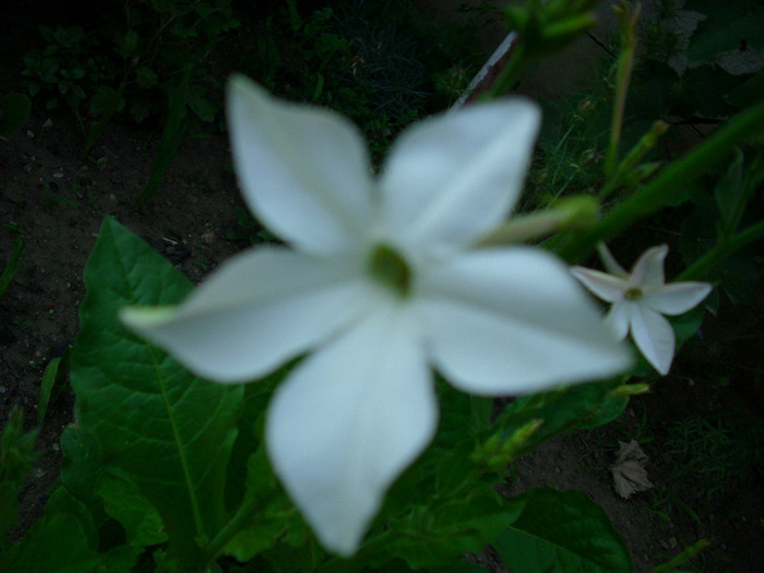 IMG_3327 - gradina mea 2011