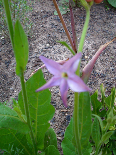 IMG_3334 - gradina mea 2011