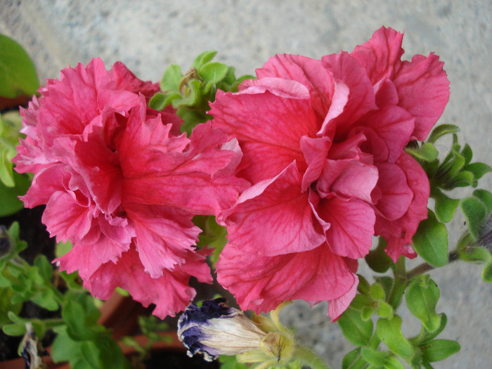Petunia Double Red (2011, June 30) Petunia Double Red (2011, June 30)