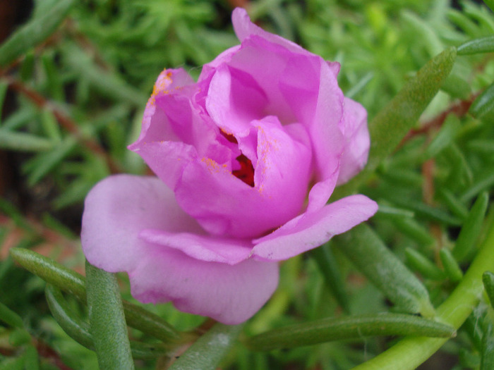 Portulaca_Moss Rose (2011, June 25) - PORTULACA Grandiflora