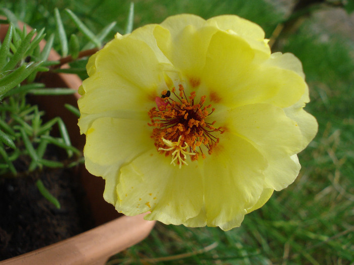 Portulaca_Moss Rose (2011, June 25)