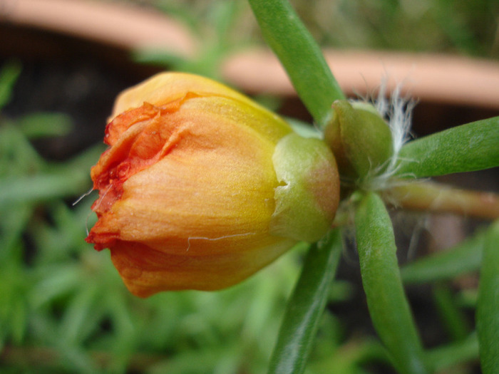 Portulaca_Moss Rose (2011, June 25) - PORTULACA Grandiflora