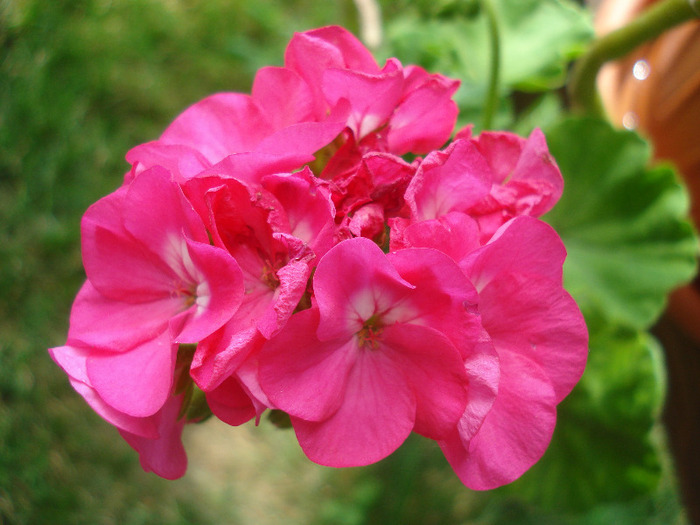 Orbit geranium Violet, 25jun2011 - Geranium Violet