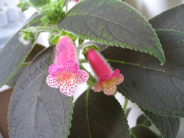 Kohleria Yf\'s Mika 5
