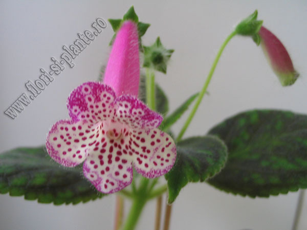 New - Kohleria Jessica - Hibrid rar, excelenta floarea, fina, mare