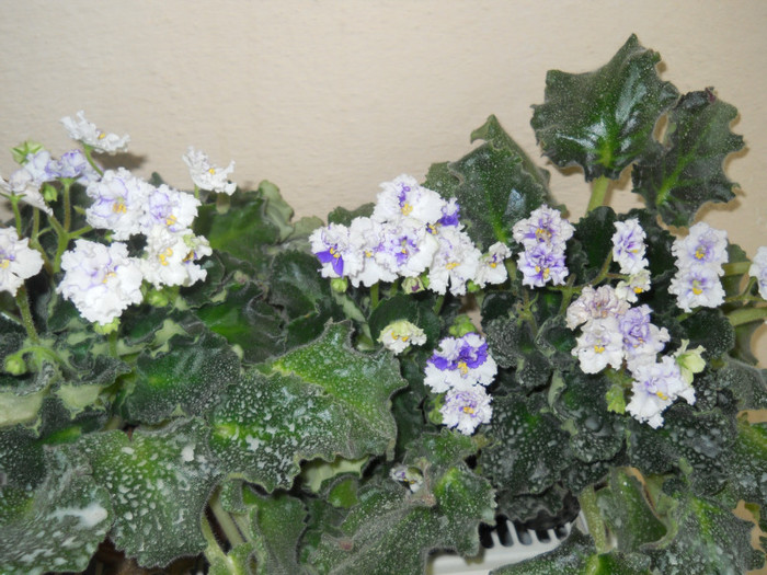 violete