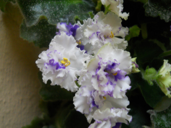 violete