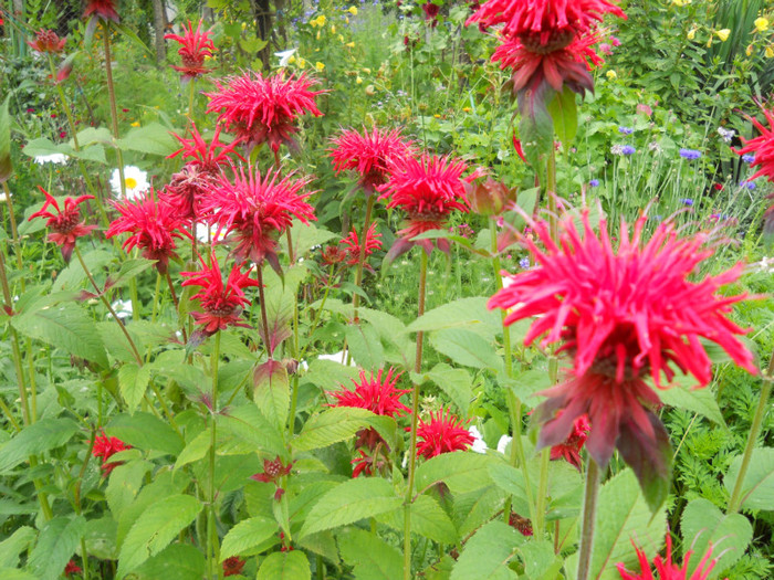 monarda