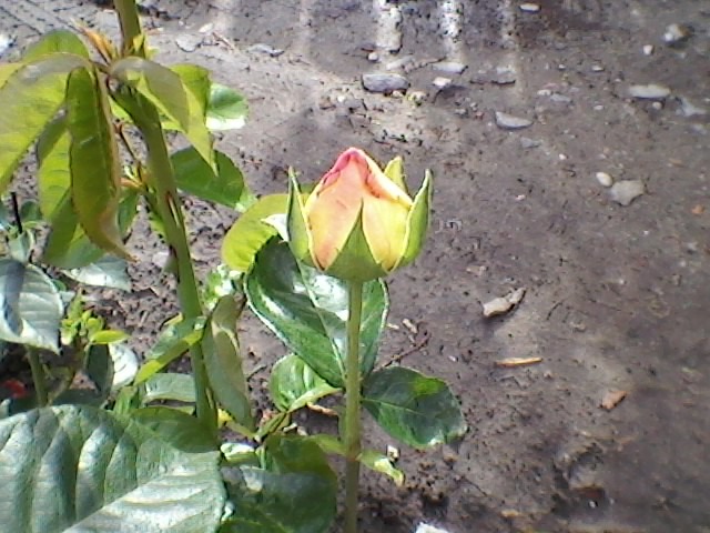 SP_A0092 - florii din  gradina mea