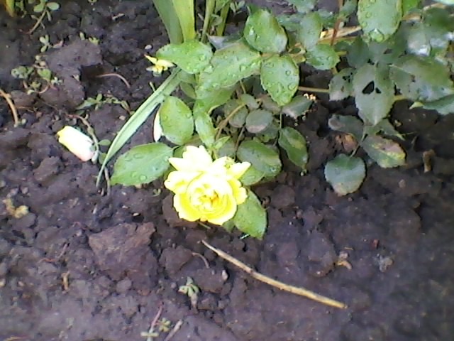 SP_A0095 - florii din  gradina mea