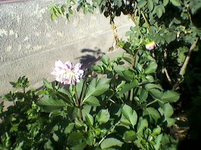 SP_A0096 - florii din  gradina mea