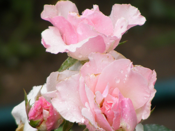 (old) Fortuna; Theahybrid,floare medie 15-25 petale,parfum moderat,fructat(2-3 din 5 puncte),infloreste in ciorchin
