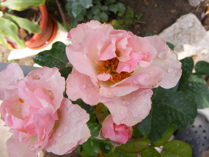 (old) Fortuna; Theahybrid,floare medie 15-25 petale,parfum moderat,fructat(2-3 din 5 puncte),infloreste in ciorchin
