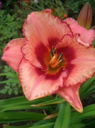 hemerocallis Strawberry Candy - gradina 2011