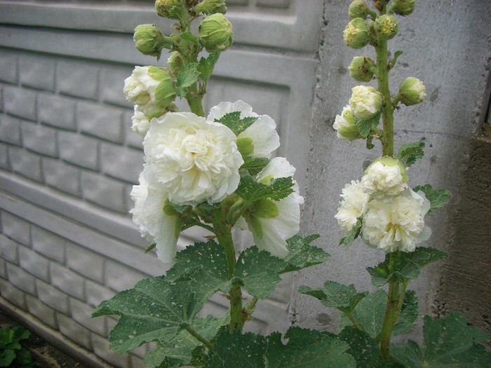 CIMG3866 - gradina 2011