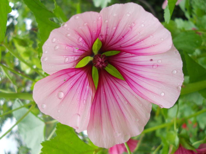 malope